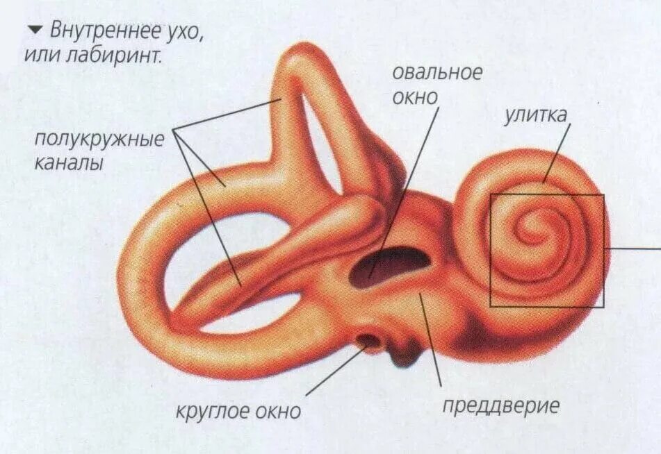 Полукружный канал орган слуха. Внутреннее ухо костный Лабиринт. Костный Лабиринт органа слуха. Костный Лабиринт внутреннего уха (улитка). Внутреннее ухо преддверие улитка полукружные каналы.