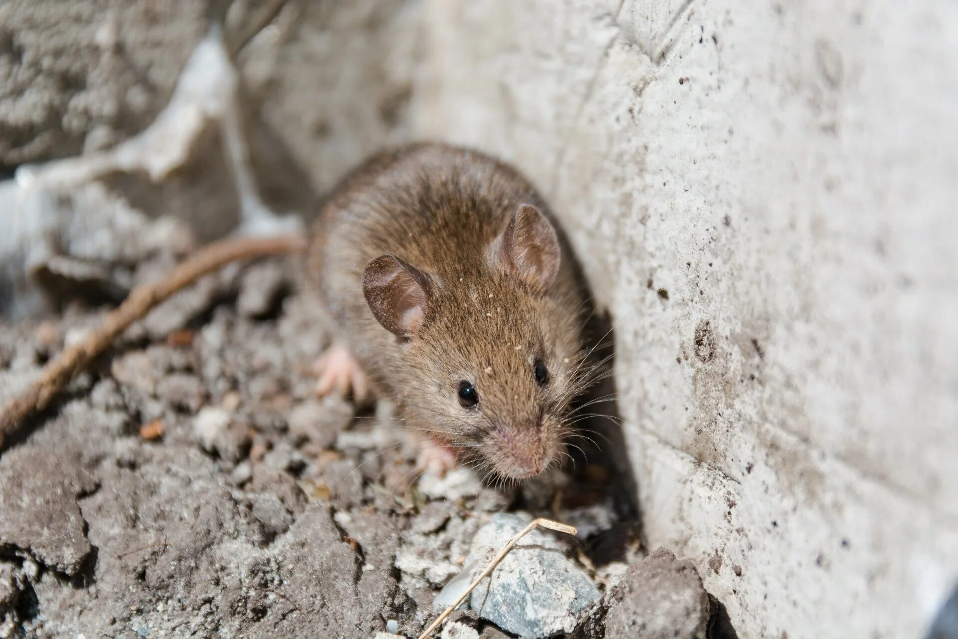 Полевая мышь убегает. Мышь млекопитающее. Мышиный серый. Мышка Полевая бежит. Серая мышь в углу.