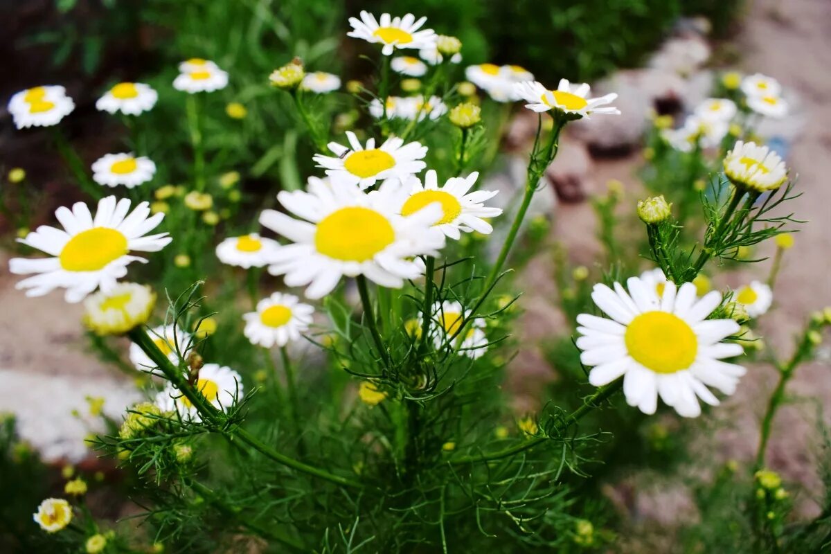 Matricaria Chamomilla. Matricaria Chamomilla l.. Рамонак. 7. Chamomilla recutita- Ромашка аптечная. Ромашковая 5