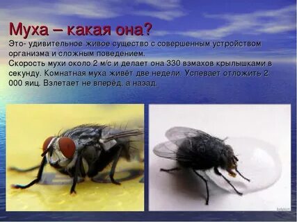 Жизнь мухи сколько