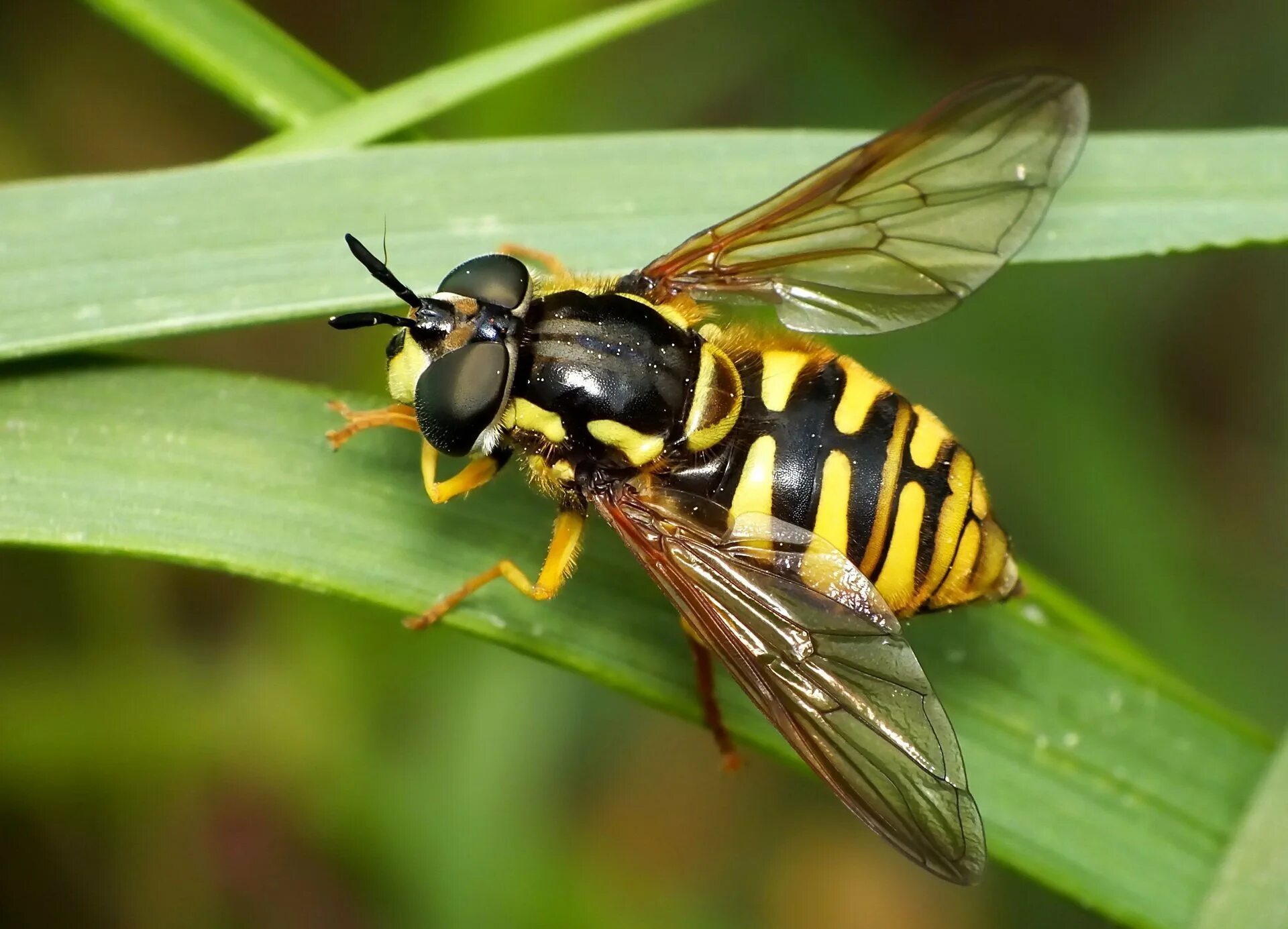 Насекомые осы пчелы шмели шершни. Осы пчелы шмели шершни разница. Атлас определитель осы пчелы шмель. Шершень оса пчела различия. Шмель пчела оса шершень.