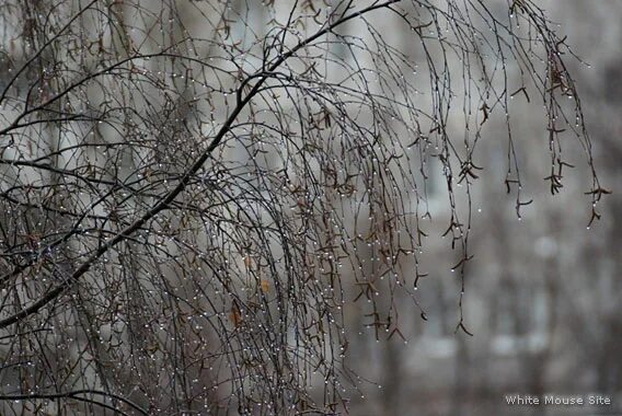 Первый весенний дождь. Дождь весной.