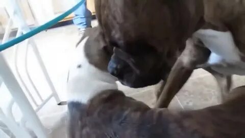 Спаривание собак видео