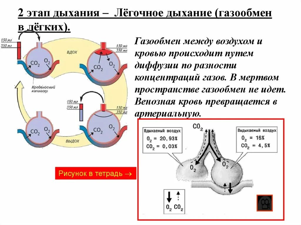 Обмен газов между альвеолярным воздухом. Газообмен в легких этапы дыхания. Механизм обмена газов в легких. Этапы дыхания газообмен в легких биология 8 класс. Схема этапов газообмена.