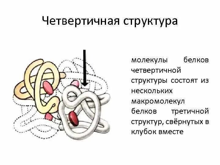 Белки соединение в цепи. Четвертичная структура белка биохимия. Четвертичная структура белковой молекулы. Характеристика четвертичной структуры белка. Строение четвертичной структуры белковой молекулы.