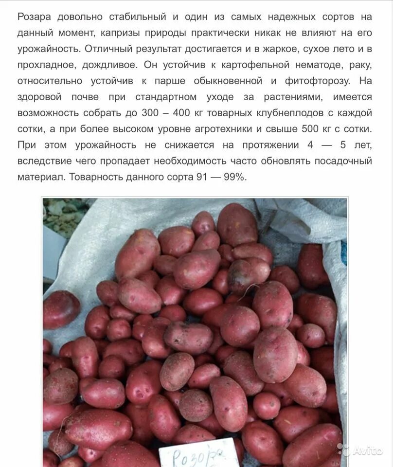Описание сорта фото отзывы. Картофель Розара элита семенной. Сорт картофеля Розара. Сорт Розара картофель характеристика. Картофель сорт Розария.
