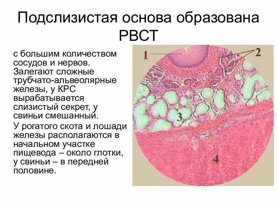 Подслизистая пищевода