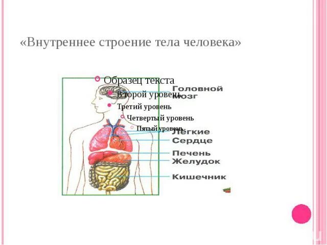 Строение тела человека. Внутреннее строение человека. Строение организма человека краткий пересказ. Организм человека 3 класс. Строение организма человека краткий пересказ.