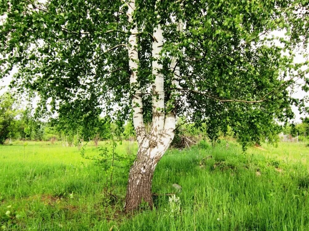 Березка нижегородская область. Русская берёзка Троица. Троица береза Россия. Троица береза и Церковь. Березовые веточки на Троицу.