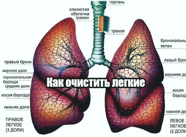 Очищаются ли легкие. Как очищаются легкие человека.