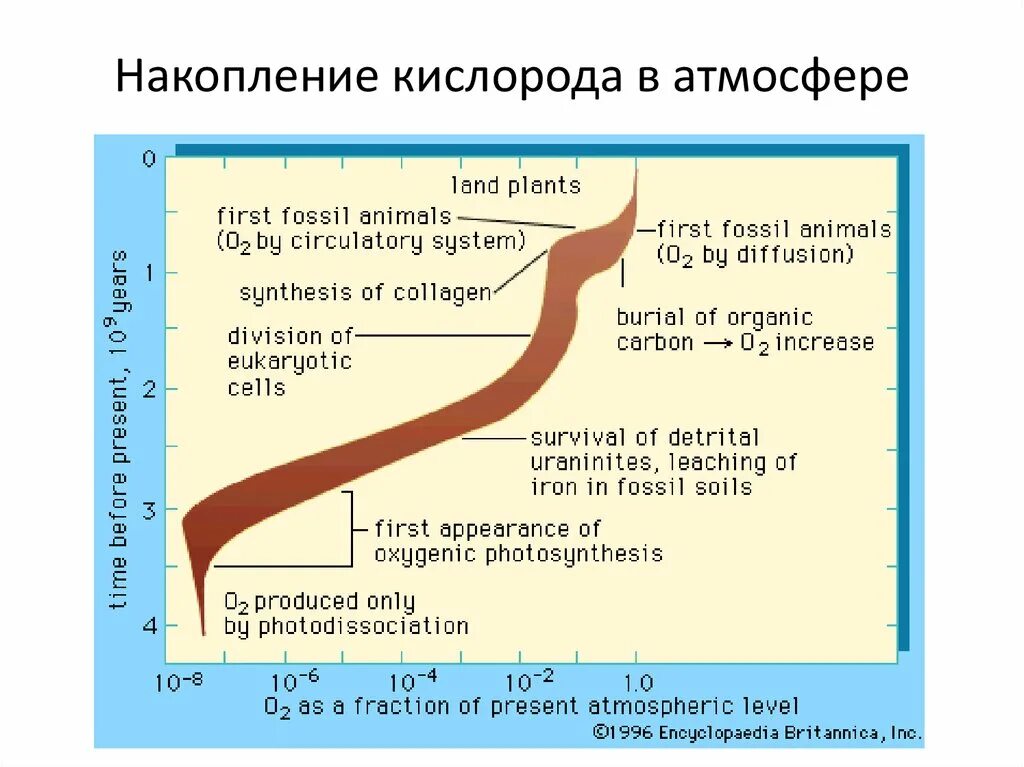 Важную роль накопления кислорода в атмосфере играют. Кислород в атмосфере. Накопление кислорода. Эволюция атмосферы земли. Содержание кислорода в атмосфере земли.