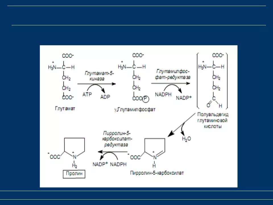 Синтез адрес. Биосинтез пролина. Биосинтез аргинина из глутамата. Синтез пролина из глутамата. Пролин из глутаминовой кислоты.