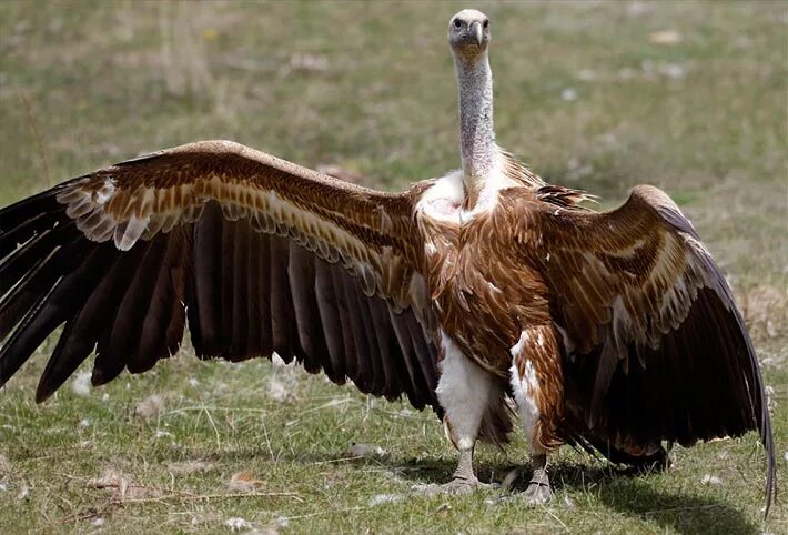 Грифон птица. Гриффин белоголовый. Гриффон птица. Грифон стервятник рубелла. Грифон птица.