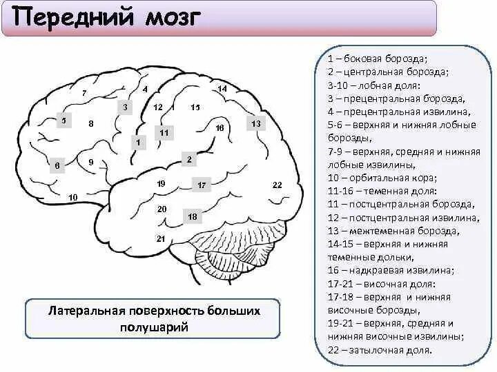 Полушария переднего мозга имеют. Передний мозг. Структуры переднего мозга. Передний мозг функции. Особенности строения переднего мозга.