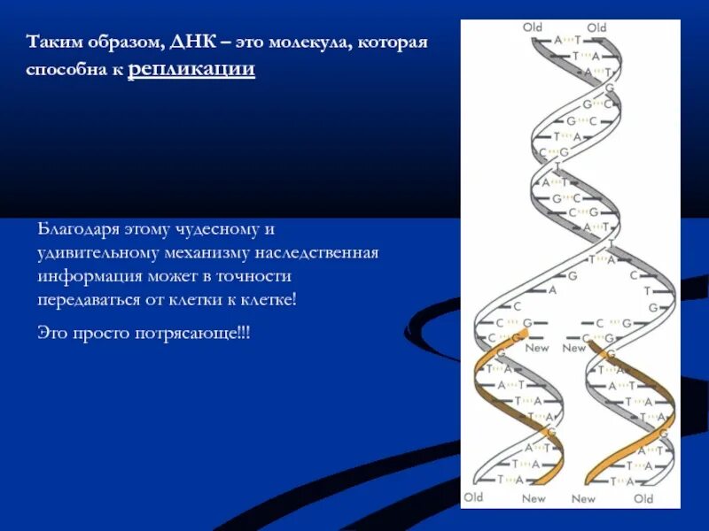 Носители наследственной информации состоящие из молекул днк. Молекула не способна к репликации. днк для презентации. схема строения днк с обозначениями.