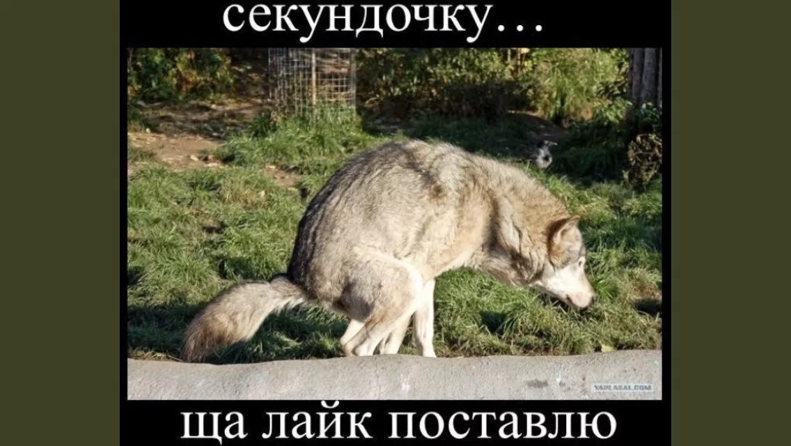 Грустит мем. Чак норрис настолько крут. Щас лайк поставлю. Сейчас лайк поставлю. Щас лайк поставлю волк.