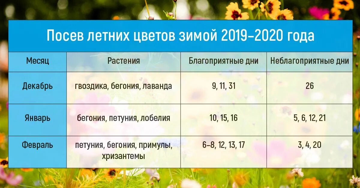 Когда сеять цветы в марте 2024 года. Какие цветочные растения можно сеять в декабре. Сроки посева цветов на рассаду. Какие цветы сеять в январе-феврале на рассаду. Какие растения посеять в январе.