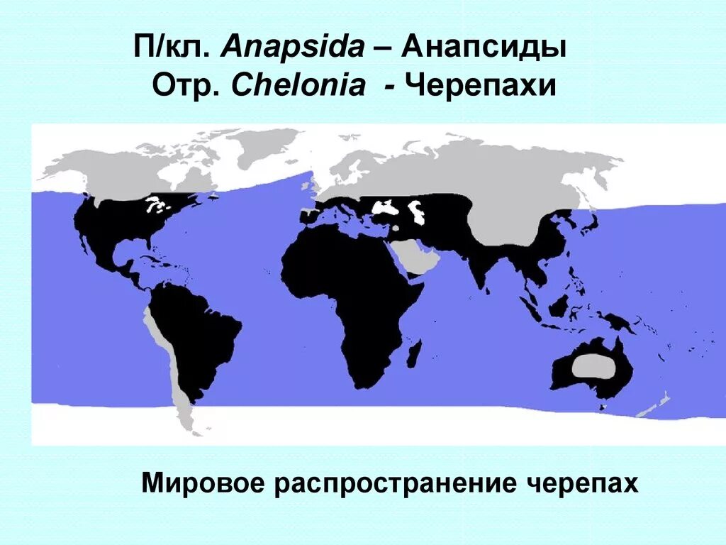 Распространение черепах. Ареал обитания черепах. карта обитания черепах. карта распространения черепах.