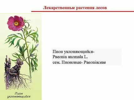 Тюменские растения