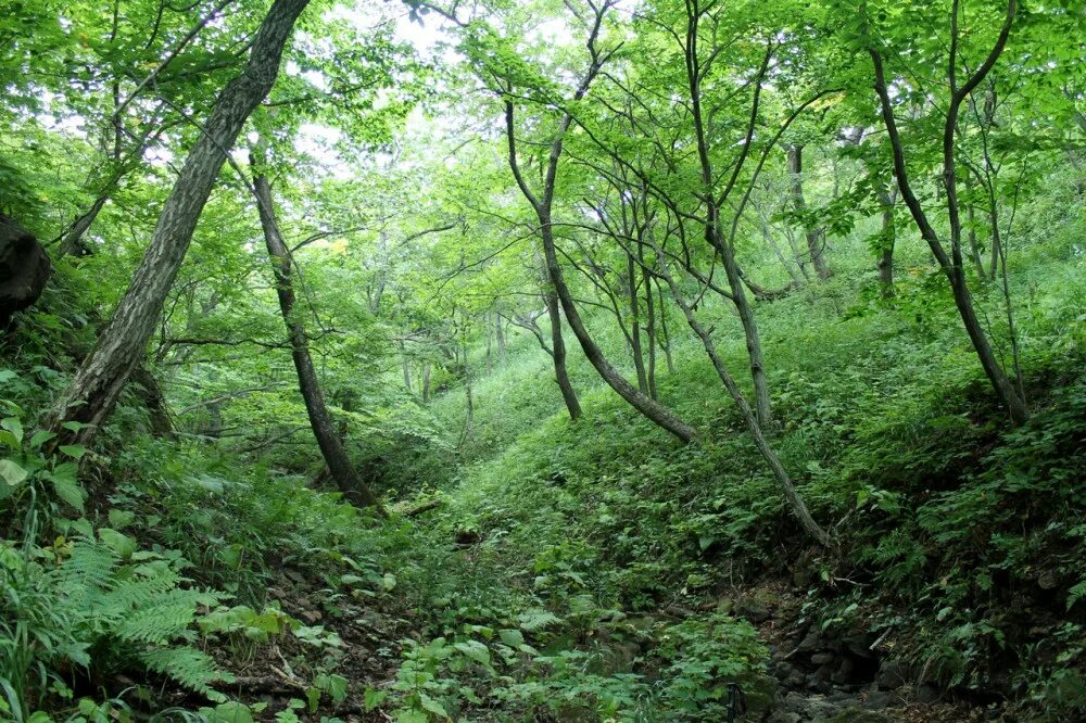 приморский край уссурийская тайга. приморский край уссурийская тайга. уссурийская тайга. леса в приморском крае. тайга сихотэ-алиня.