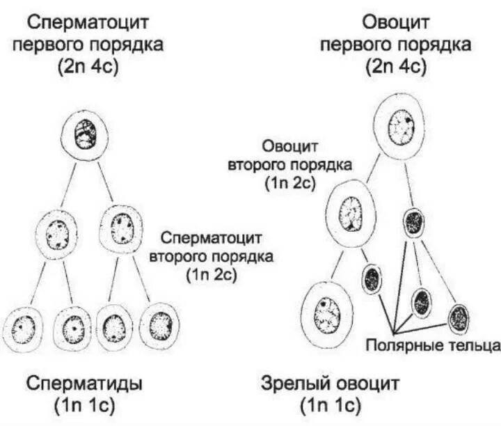 Набор хромосом и днк клетки 2n2c. Ооциты первого порядка набор генетического материала. Овоцит набор хромосом. Набор хромосом половой клетки 2n. Овогенез овоцит 1 порядка.