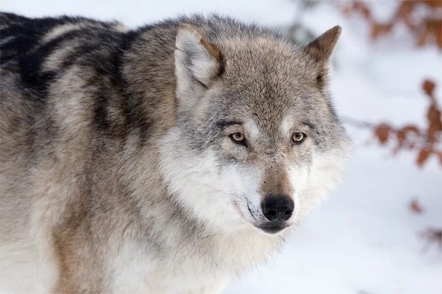 Евразийский волк. Евроазиатский волк. Eurasian Wolf (canis Lupus Lupus). Волк крупным планом.