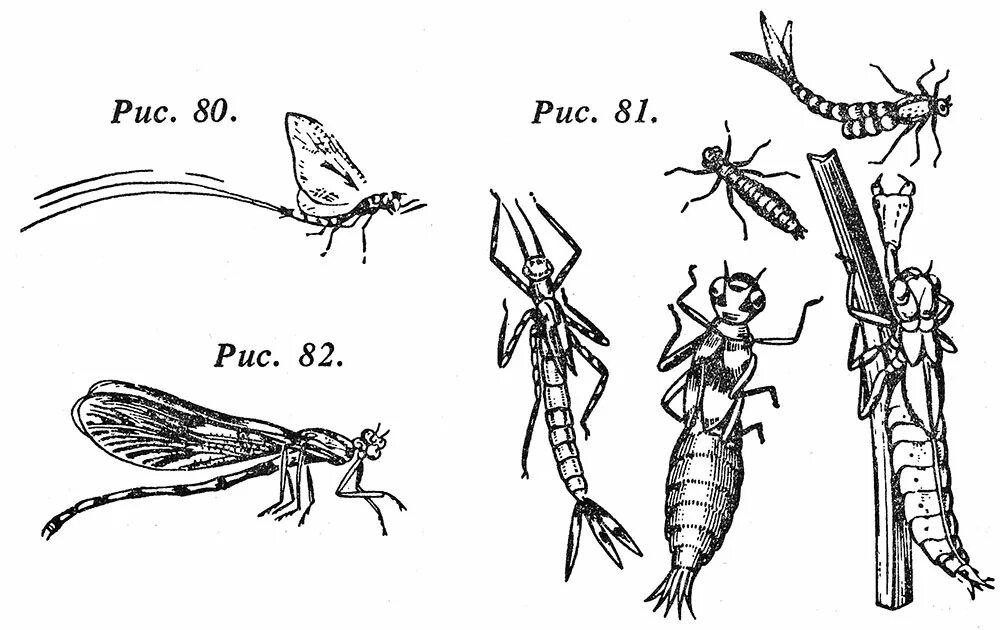 Метаморфоз Стрекозы. Превращение Стрекозы. Схема превращения Стрекозы. Стрекоза неполное превращение. Перевязанная стрекоза превращение