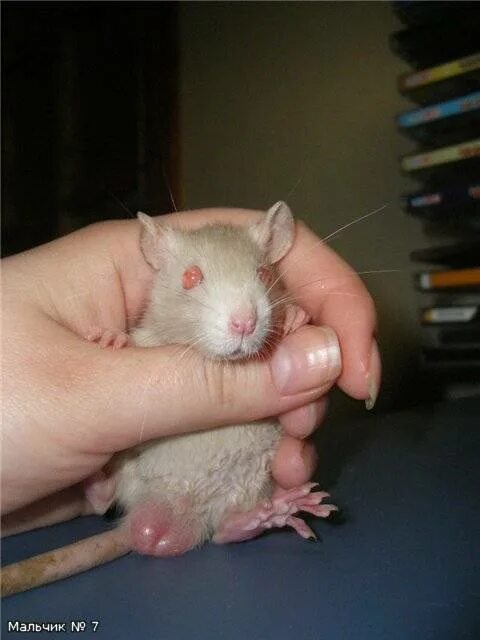 Новорожденные крысята дамбо. Крыса мальчик. Крыса мальчик. Черные крысята дамбо. Маленькая крыса мальчик.