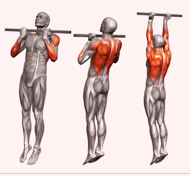 Подтягивания обратным хватом мышцы. Подтягивания обратным хватом техника. Подтягивания на турнике обратным хватом. Подтягивания узким обратным хватом. При подтягивании задействованы