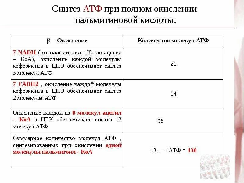 Количества атф атф синтезироваться. Синтез АТФ при полном окислении пальмитиновой кислоты. Сколько АТФ образуется при полном окислении. Сколько АТФ при полном окислении пальмитиновой кислоты. Количество АТФ при полном окислении.