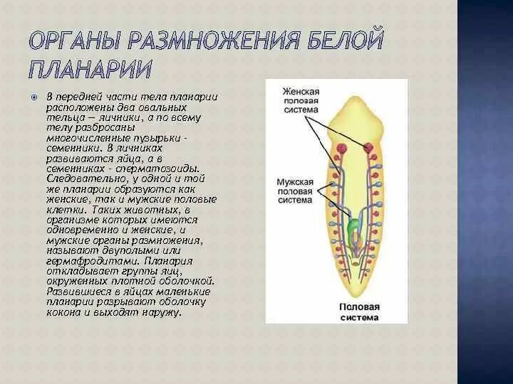 Какая часть белой планарии выполняет двигательную функцию. Половая система белая планария строение. Молочная планария системы органов. Дыхательная система планарии. Пищеварительная система планарии 7 класс.