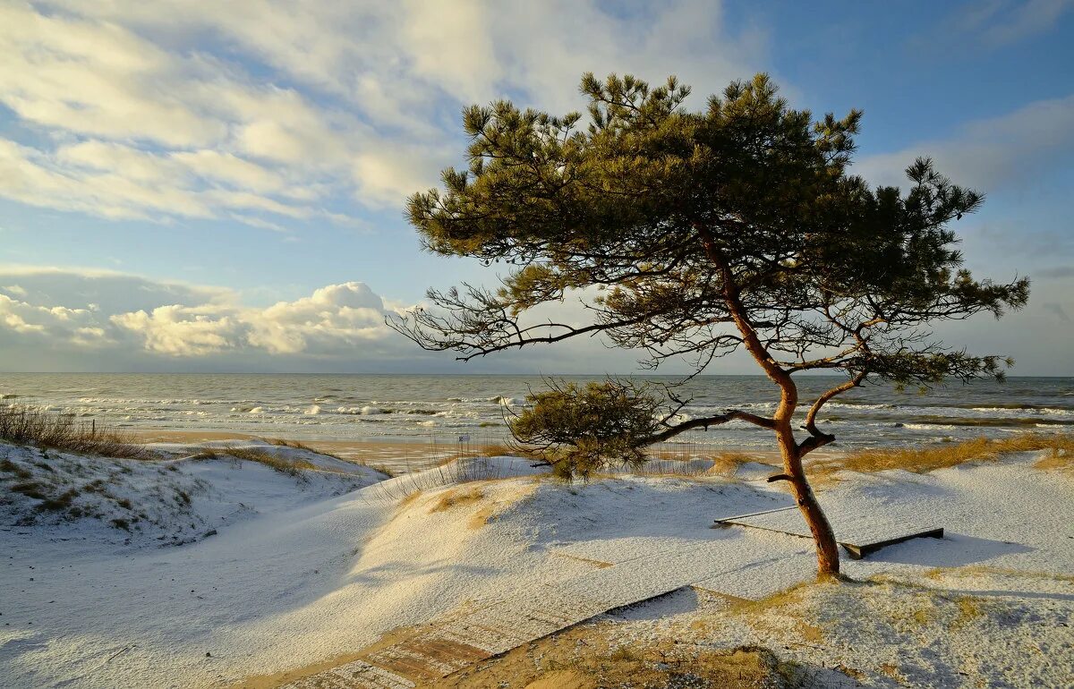 ягры северодвинск сосны. куршская коса дюны и сосны. балтийская сосна. сосновая балтийская. сосновый бор балтийское море.