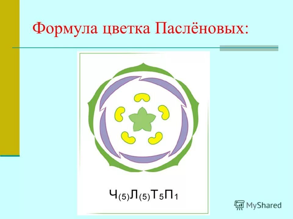 Формула строения цветка пасленовых растений. Диаграмма цветков семейства пасленовые. Диаграмма цветка пасленовых схема. Диаграмма семейства пасленовых. Формула цветка пасленовых растений.