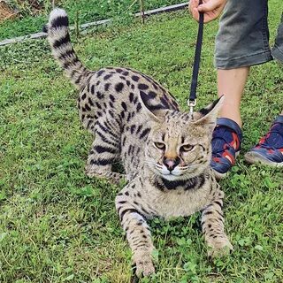 Постепенно пришло осознание невозможности "усидеть на всех стульях раз...