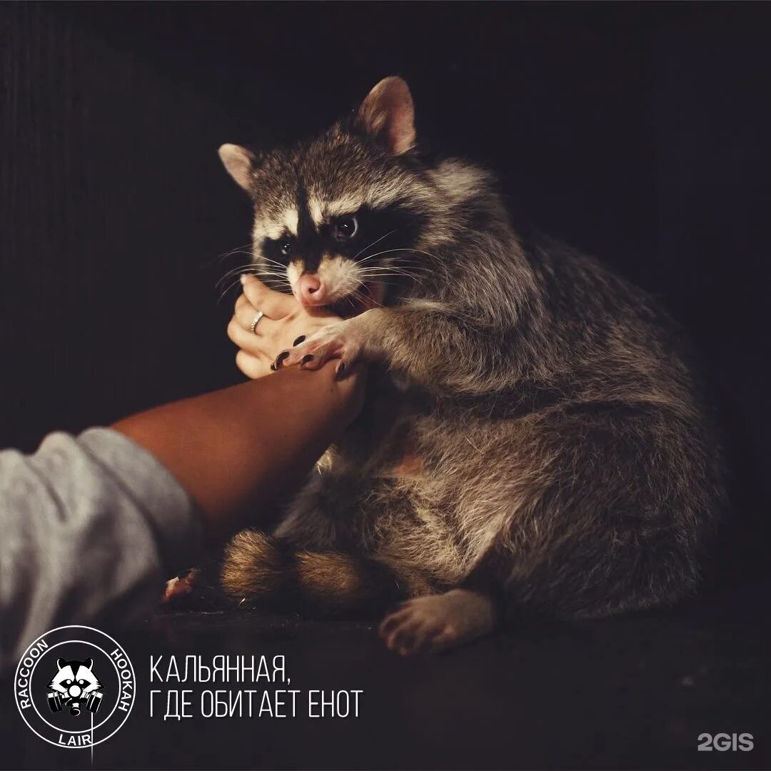 Еноты в краснодаре. Енот в баре. Кальянная енот краснодар. Енот работайте братья. Кальянная енот.