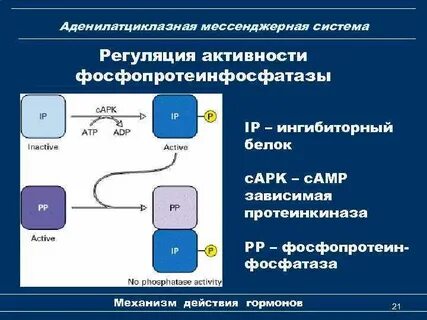 Регуляция протеинкиназы а