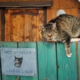 Хозяин территории