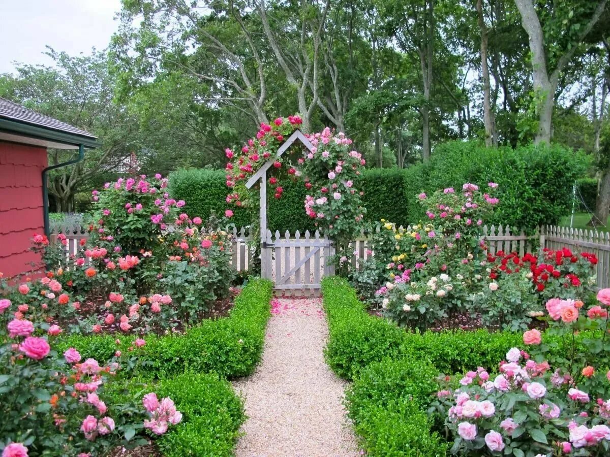 Видео сада с цветами. Розы в саду. Розариум в ландшафте. Rose Garden. Розарий планировка.