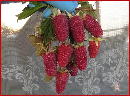 Характеристика сорта малины пшехиба