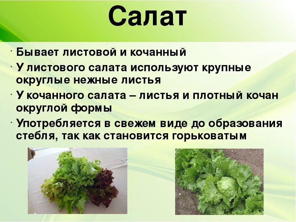 Сколько можно есть салата. Салат листовой. Салатный лист полезные. Чем полезны листья салата для организма. Чем полезен салат листовой.