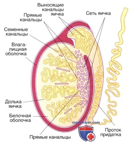 Строение яичка гистология. Гистологическое строение семенников. строение придатка семенника гистология. белочная оболочка яичка гистология.