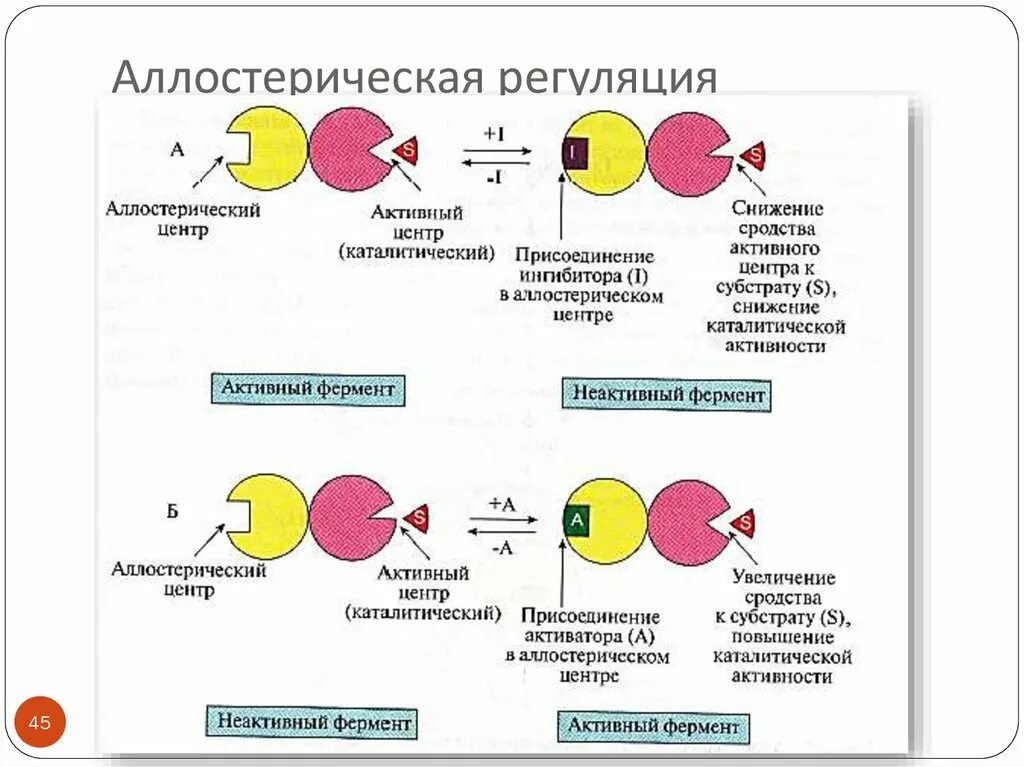 Аллостерический фермент схема. Аллостерическая регуляция активности ферментов строение. Аллостерический механизм регуляции активности ферментов. Активаторы ферментов механизм. Активная группа фермента