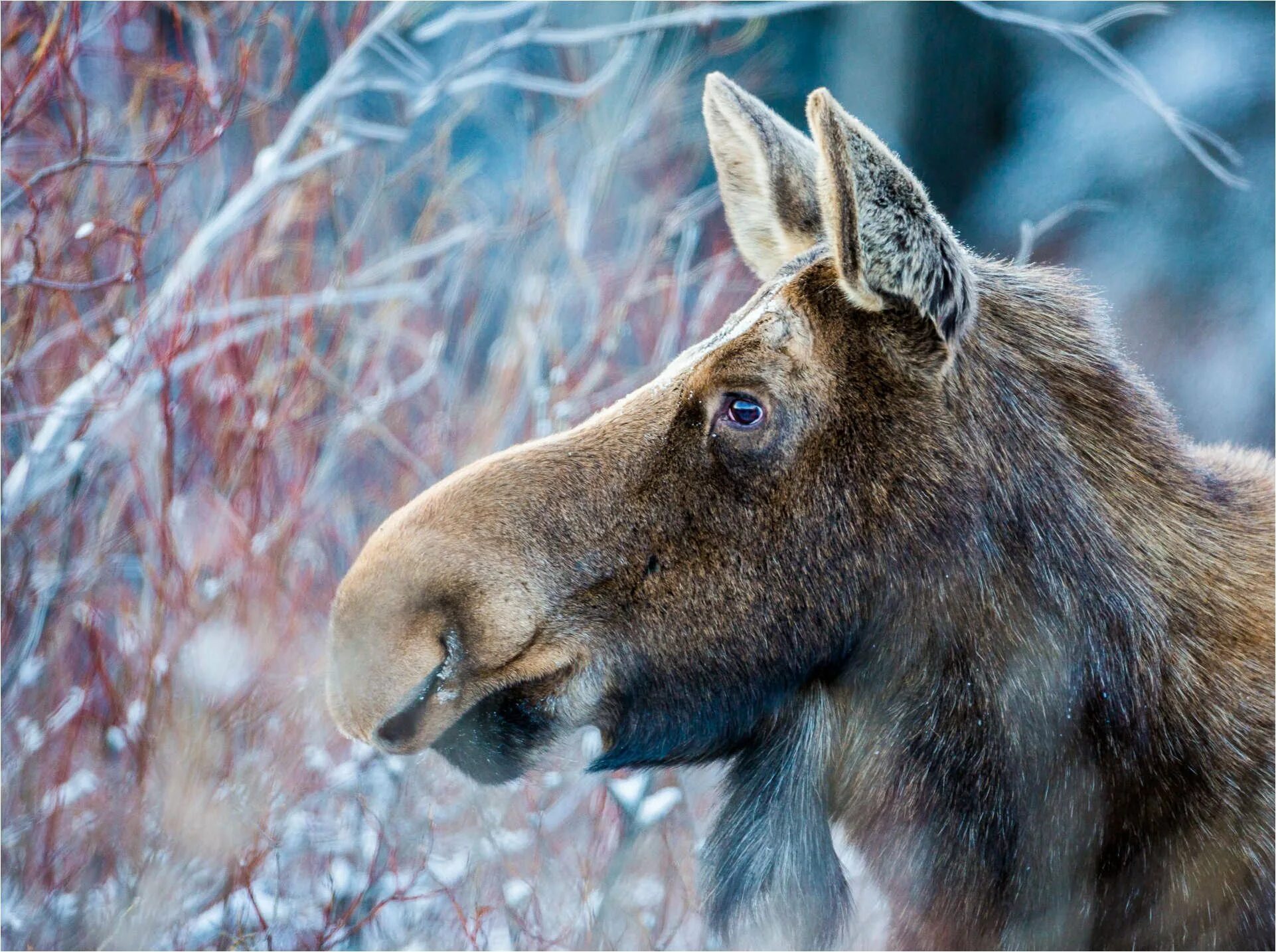 Весенний лось. Безрогий Лось. Оленьи ручьи Лось. Лось лосиха лосенок. Лось зимой.