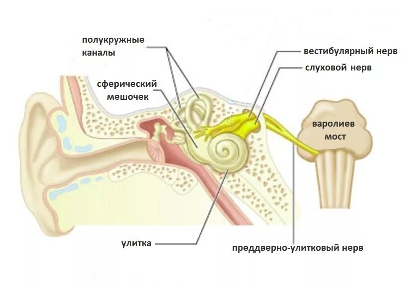 Кохлеарный неврит слухового нерва. Слуховой нерв внутреннее ухо. Строение уха и слуховой нерв анатомия. Строение вестибулярного нерва