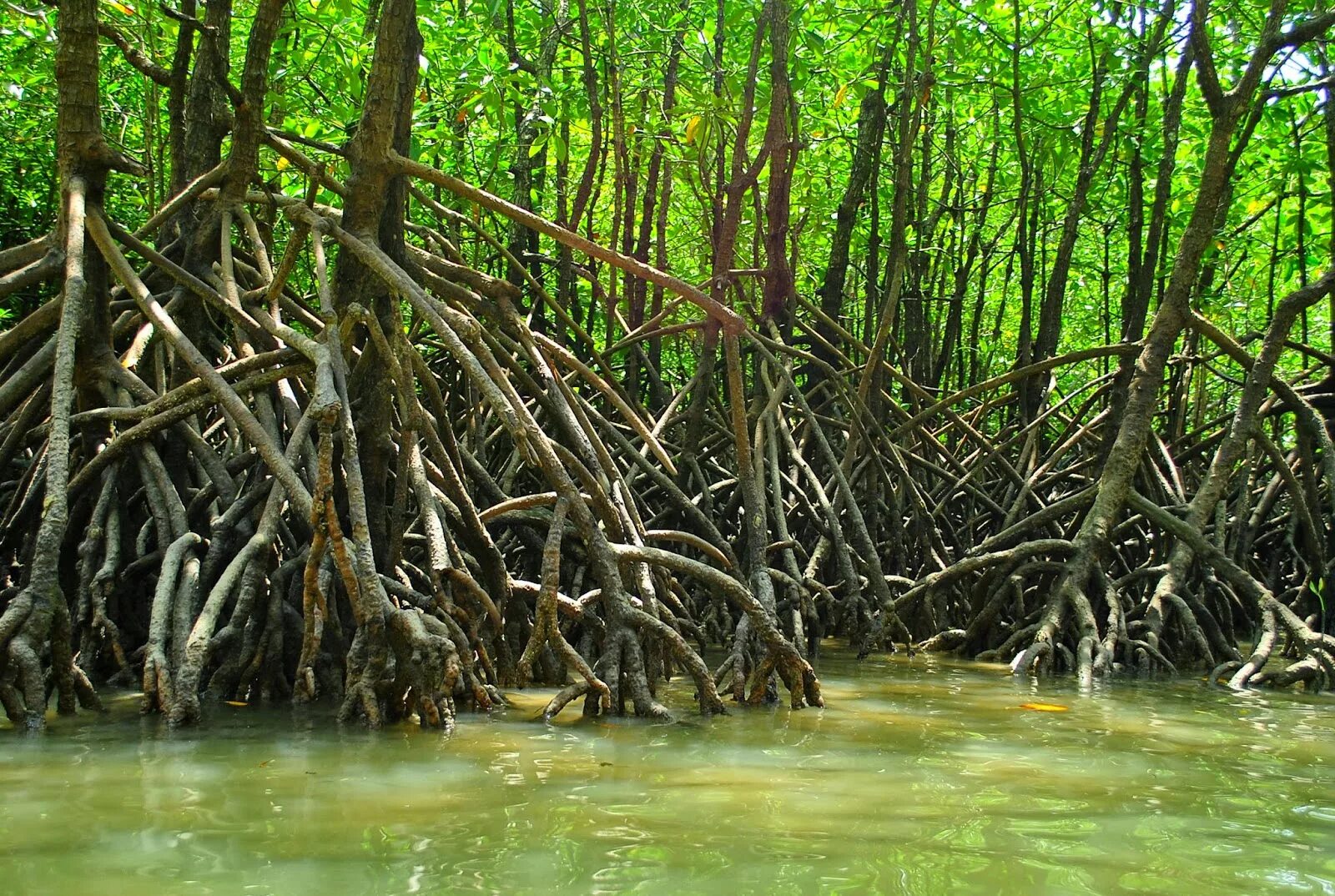 Где найти мангровое дерево
