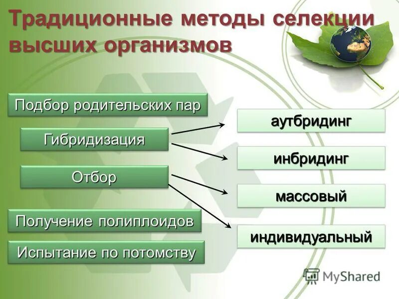 Подбор родительских пар для скрещивания. Подбор родительских пар для скрещивания. В каких случаях у животных происходит самооплодотворение. Подбор родительских пар для скрещивания примеры. Методы селекции подбор родительских пар.