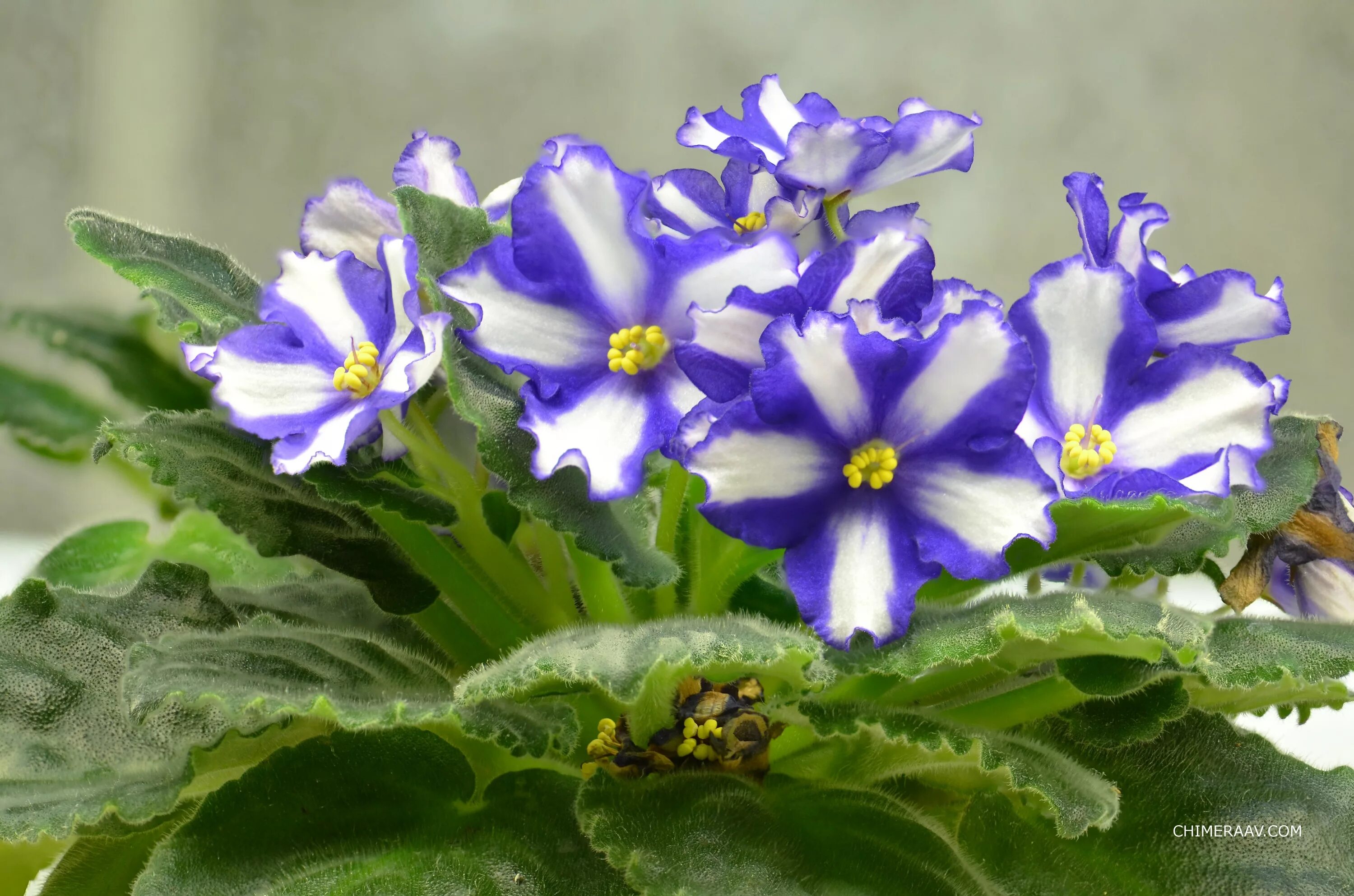 Мериклинальные химеры. Фиалка хумако тинеке. Сенполия химера. Химер растение. Фиалки сенполия химера.