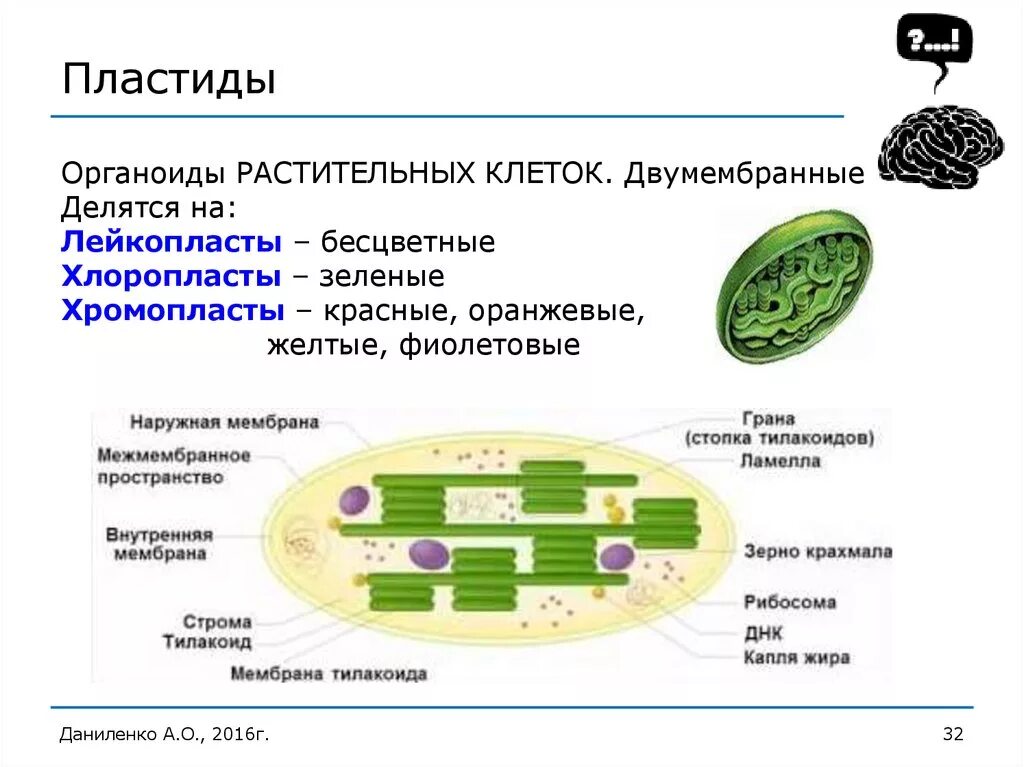 Пластиды прокариот. Строение хлоропласта растительной клетки. Пластиды органоиды растительных клеток. Органоиды пластиды строение и функции. Строение органоида пластиды.