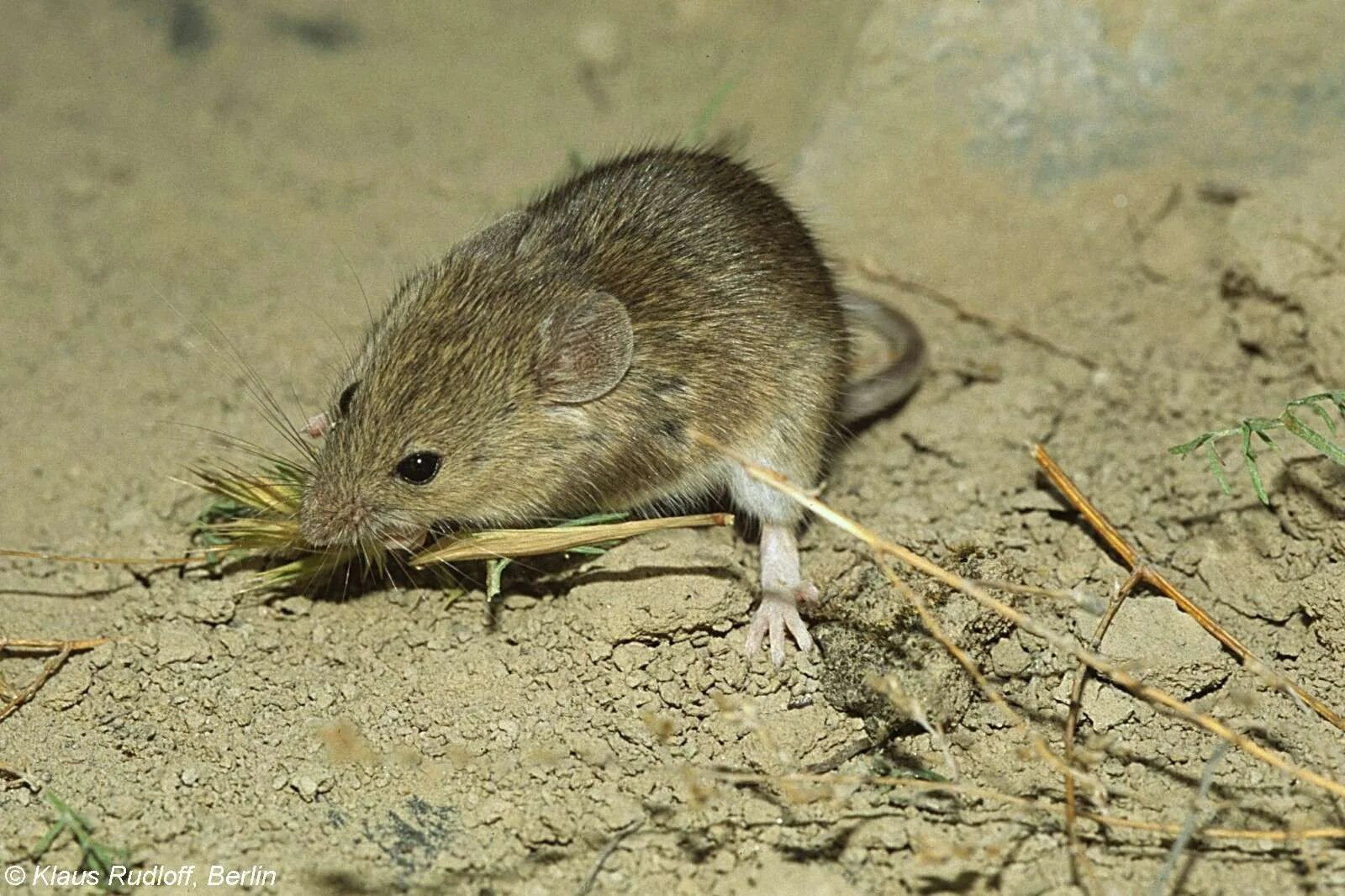 Musculus мышь. Mus musculus домовая мышь. карликовая мышь mus minutoides. мышь домовая серая. домовая мышь mus musculus linnaeus.