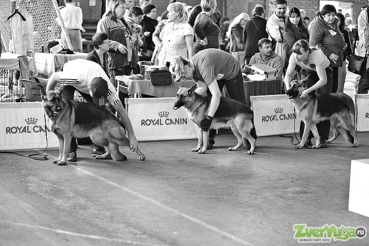 Выставка собак г. На выставке собак. Советская выставка собак. Класс собак на выставке. Выставка собак в Краснодаре.